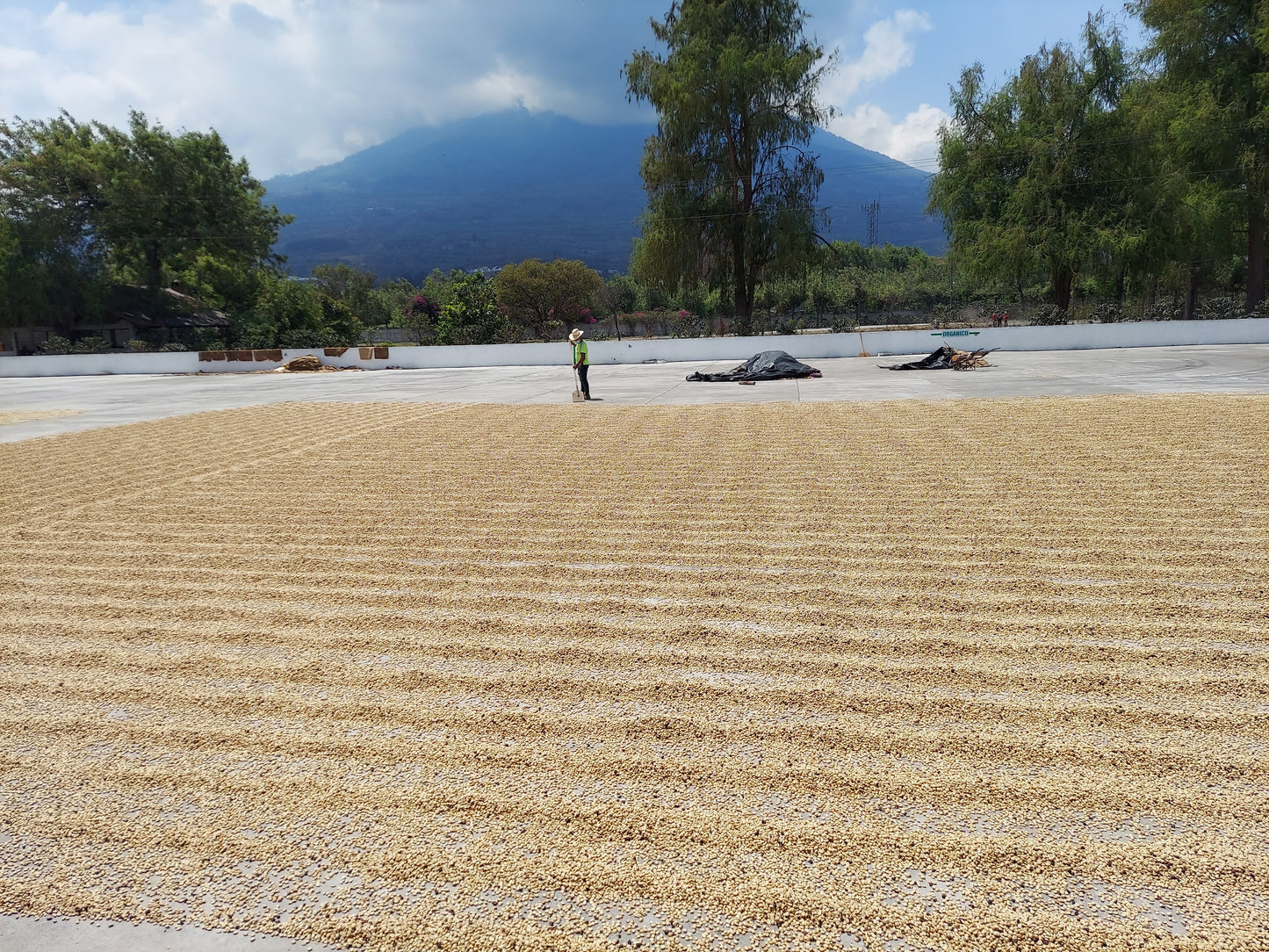 Guatemala Microlot - Finca La Esperanza