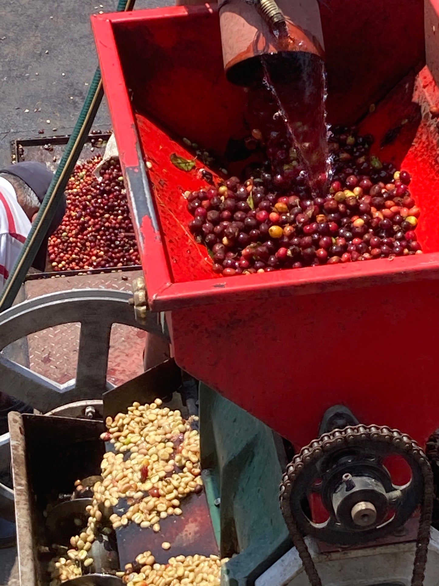 Guatemala Microlot - Finca La Esperanza
