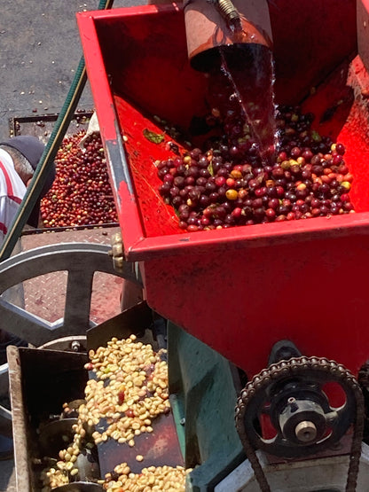 Guatemala Microlot - Finca La Esperanza